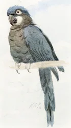 Makak hyacintový, asi 1890