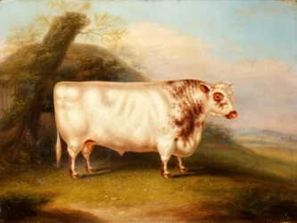Harlsonia (krátký býk), kolem 1855