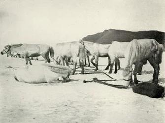 Poníci uvázaní na mořském ledu, c19101913, 1913