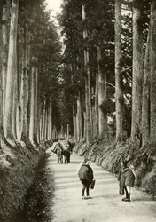 Cryptomerias at Nikko, 1910.