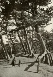 The Pines of Shizu-Ura, 1910.