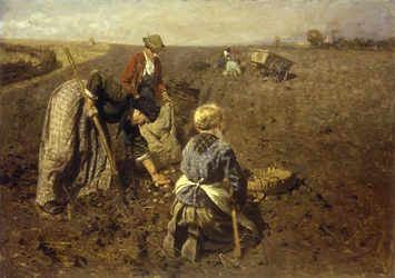 Sklizeň brambor