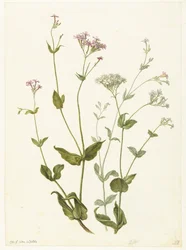 Močový měchýř Senna a Sticky Catchfly Rode en witte Viscaria of Pekanjer
