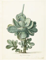 Sukulentní rostlina (Cotyledon orbiculata?)