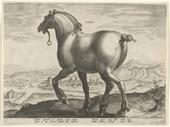 Kůň ze Saska Saxo (titul na objektu) Plemena koní z královské stáje Dona Juana z Rakouska (název seriálu) Equile Ioannis Austriaci Caroli (název série)