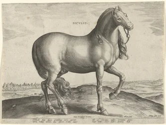 Kůň ze Sicílie (Siculus) Sicvlvs (název na objektu) Plemena koní z královské stáje Dona Juana z Rakouska (název seriálu) Equile Ioannis Austriaci Caroli (název série)