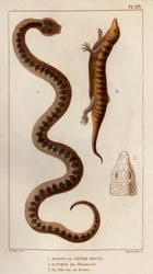 Aesping nebo Red Vipere, Skink z lékáren, jeho hlava je vidět nahoře." Fauna des Mdecins aneb historie zvířat a jejich produktů od Hippolyte Cloqueta“ - Volume 6 - 1825.
