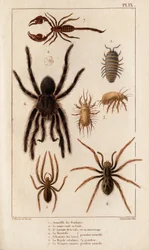 Amardille z obchodů, Saskopt svrab, Tarantule, Araignee cave, Mygale, Štír.