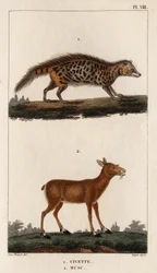 Cibet a pižmo.“ „Fauna des Mdecins aneb historie zvířat a jejich produktů od Hippolyte Cloqueta“ – svazek 6 – 1825.