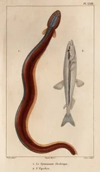Electric Gymnonote and Smelt.“ Fauna des Mdecins aneb historie zvířat a jejich produktů od Hippolyte Cloqueta“ - Volume 6 - 1825.