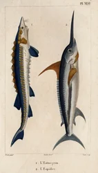 Jeseter a mečoun.“ „Fauna des Mdecins aneb historie zvířat a jejich produktů od Hippolyta Cloqueta“ – svazek 6 – 1825.