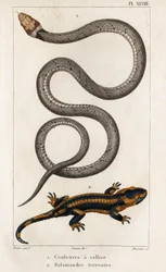 The Collared Snake, Land Salamander.“ „Fauna des Médecins aneb historie zvířat a jejich produktů od Hippolyta Cloqueta“ – svazek 6 – 1825.
