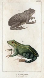 Ropucha obecná a žába zelená." Fauna des Mdecins aneb historie zvířat a jejich produktů od Hippolyte Cloqueta“ - Volume 6 - 1825.