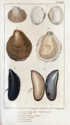 Trup, stejně otevřený, ústřice obecná, stejně otevřená, vulgární plíseň, stejně otevřená.“ Fauna lékařů nebo historie zvířat a jejich produktů od Hippolyte Cloqueta“ -