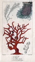 Červený korál, jeho Polypiers, Coralline officinale, jedna z hrubých větví. v "" Fauna doků aneb Historie zvířat a jejich produktů od Hippolyte Cloqueta" - svazek 6 - 1825.
