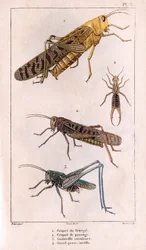 The Senegal Grasshopper, Passage Grasshopper, Grasshopper, Great Pierce-ear.in “” Fauna des Medecins aneb historie zvířat a produktů od Hippolyte Cloquet”” - Volume 6 - 1825.