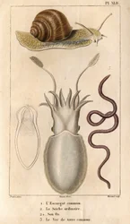 Hlemýžď obecný, sépie obyčejná, její kost, žížala obecná. v „“ Fauna doků aneb historie zvířat a jejich produktů od Hippolyte Cloqueta“““ – Volume 6 – 1825.