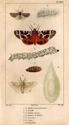 Procesní Bombyce, jeho housenka, kuní Bombyce, Murier Bombyce, bourec morušový, jeho trup, jeho chrysalide.in „“ Fauna doktorů aneb historie zvířat a jejich produktů od Hippolyte Cloqueta““ -
