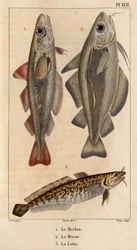 Treska, treska a burbot.“ Fauna des Mdecins aneb historie zvířat a jejich produktů od Hippolyte Cloqueta“ - Volume 6 - 1825.