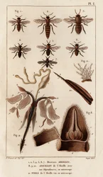 Různé včely.“ „Fauna des Mdecins aneb historie zvířat a jejich produktů od Hippolyte Cloqueta“ – svazek 6 – 1825.