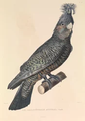 Australský kalikofil