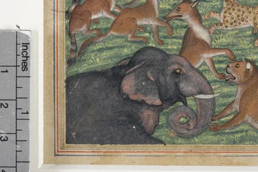 Detail z Šakal, který se prohlásil za krále, kolem 1560-65 (neprůhledné wc a zlato na papíře)