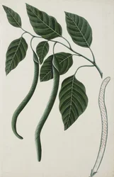 Plody a listy jednoho z Bignoniaceae, 1785-89 (neprůhledné wc na papíře)