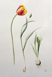 Papoušek tulipán, 1995 (wc)