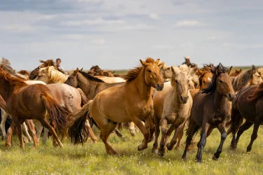 Stádo koní v poušti Jižní Gobi, Mongolsko., 2018 (foto)