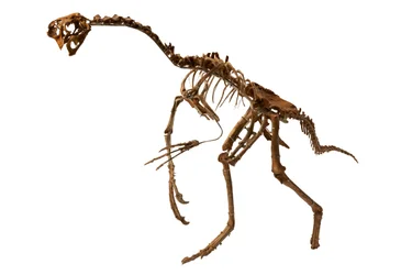 Téměř kompletní oviraptor z Mongolska.