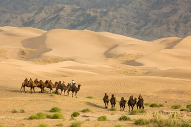 Karavana baktrijských velbloudů v poušti Jižní Gobi, Mongolsko., 2013 (foto)