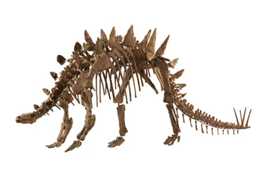 Čchung-čching, Čína v Čchung-čchingském přírodovědném muzeu,Tuojiangosaurus, nalezený v roce 1974 v provincii S