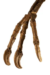 Mongolský dinosaurus Deinocheirus s obřími pažemi a drápy.