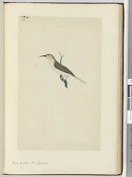 F.23 Malý kukač. Nový Zéland, 1772-75 (wc)