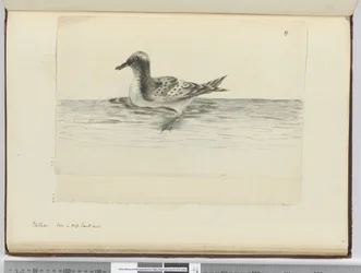 F.37a Pintado. Viděno ve vysoké jižní lat., 1772-75 (wc)