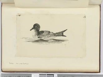 F.37b Pintado. Viděno ve vysoké jižní lat., 1772-75 (wc)