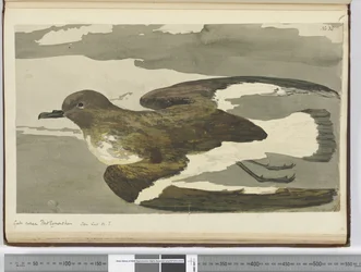 F.38 Racek zvaný Port Egmont slepice. Viděno lat. 50 S., 1772-75 (Wc)