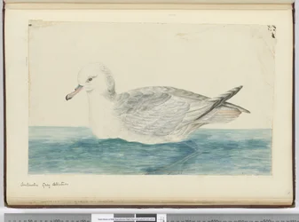 F.42 Antarktický šedý albatros, 1772-75 (wc)