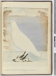 F.51 Nový pták viděný na Staten Island Tierra del Fuego leden 1774. Předpokládá se, že se bude živit na břehu, 1772-75 (wc)