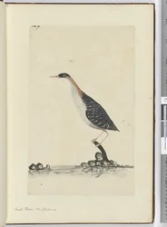 F.7 Kulík malý. Nový Zéland, 1772-75 (wc)