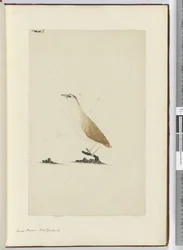 F.8 Kulík malý. Nový Zéland, 1772-75 (wc)