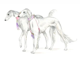 Saluki s jemnými obojky