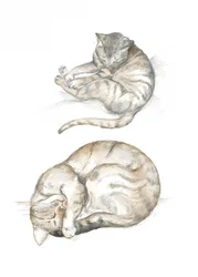 Dvě studie koček