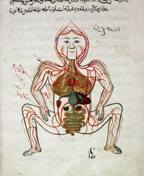 Arabská medicína: “” krevní oběh a trávicí systém”” Miniatura rukopisu anatomie “” Tashrih bi al-Taswir”” (Anatomie těla) od Mansur (Mansur) ibn Ilyas (kolem 1390) Istanbul 17. století, univerzitní knihovna