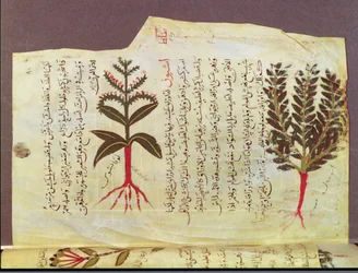Paní Arabe 4947 fol.84, Rostliny z pojednání Dioscoride, 13. stol.