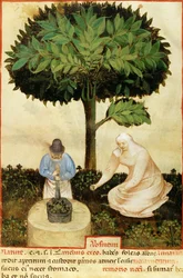 Absint, z rukopisu „Vlastnosti různých produktů“ od Abul Qasim Kalaf ibn al-Abbas al Zahrawi (Abulcasis) (936-1013) (vellum)