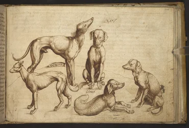 Přidat. 82955, f.206 Psi různých plemen („canis“).  , z Historia Animalium, (skládající se z 245 kreseb perem a inkoustem různých druhů zvířat a bájných tvorů, každý doplněný popisem.)    1595
