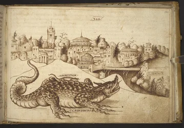 Přidat. 82955, f.243 Krokodýl (