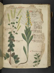 Přidejte MS 41623 f.113r 