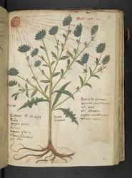 Přidejte MS 41623 f.114r 